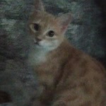 Davut