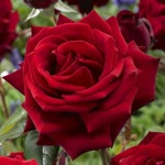 Hatice