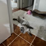 Emel