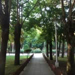 Gül