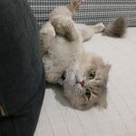 Fatoş