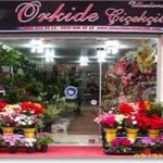 Orkide