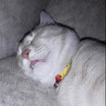 Timur