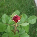 Kübra