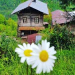 Sevim