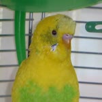 Fatih