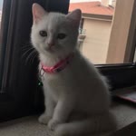 Ulaş