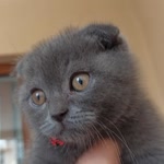 Halil
