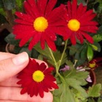 Özlem