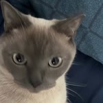 Ada