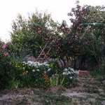 Erdal