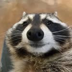Anonim