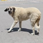 Erdal
