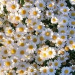 Damla