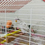 Kadir