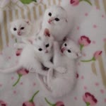 Dilek