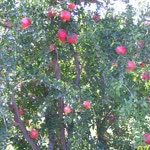 Buşra
