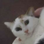 Elif