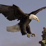 Erkan