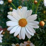 Seher