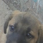 Abdullah