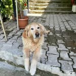 Halime