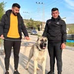 Aşkaleli