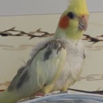 Metehan