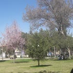 Ayşenur