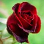 Yonca