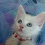 Aysel