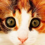 Ceren