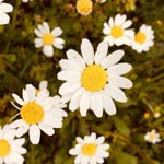 Esma
