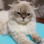 Ada
