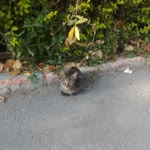 Betül