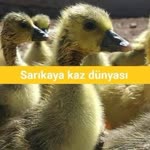 Habip