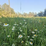 Şeyma