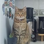 Gökçe