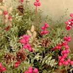 Rabia