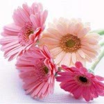 Meryem