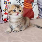 Serdar
