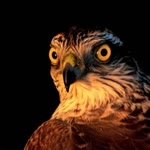 Onur