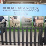 Bereket