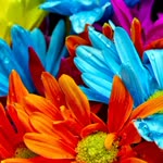 Elif