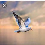 Uğur