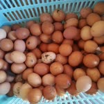 Trakya