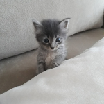 Zeynep