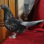 Muhammed