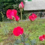 Ayshe