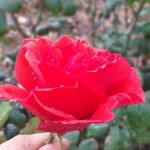 Halil
